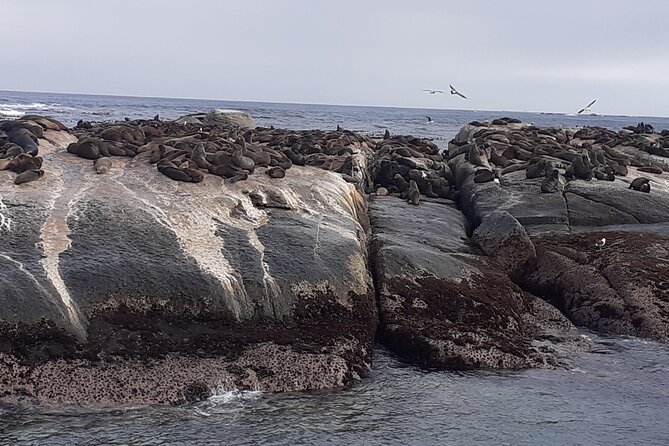 Seal Island,Cape of Good Hope&Penguins Shared Tour,From Cape Town - Noordhoek Farm Village and the Ostrich Farm Quick Stop