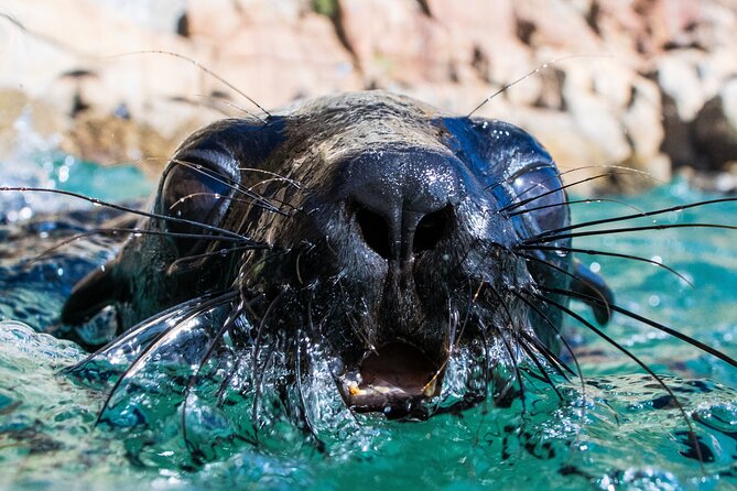 Seal Swimming Activity in Plettenberg Bay - Key points before you go