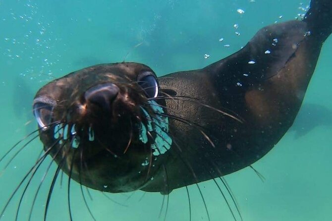 Seal Swimming Activity in Plettenberg Bay - The 20-minute boat ride to the seal colony