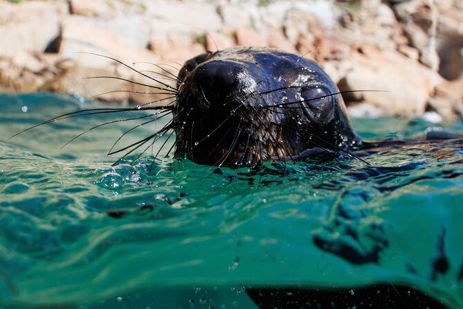 Seal Swimming Activity in Plettenberg Bay - In the water: 30 minutes with Cape Fur Seals and your guides