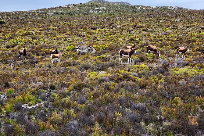 Shared Half Day Tour in Cape Peninsula with African Penguins - Why this Cape Peninsula half-day hits Cape Town highlights fast