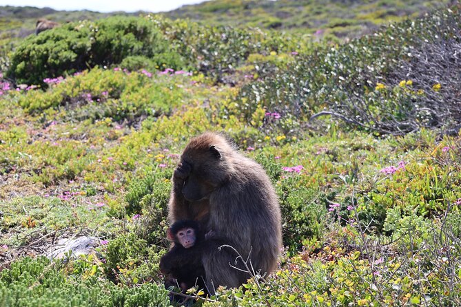 Shared Half Day Tour in Cape Peninsula with African Penguins - Maidens’ Cove: fast coastal views with Camps Bay and Lion’s Head
