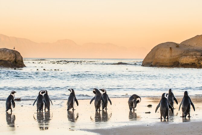 Shared Half Day Tour in Cape Peninsula with African Penguins - Cape of Good Hope Nature Reserve: the southwestern point and real wind