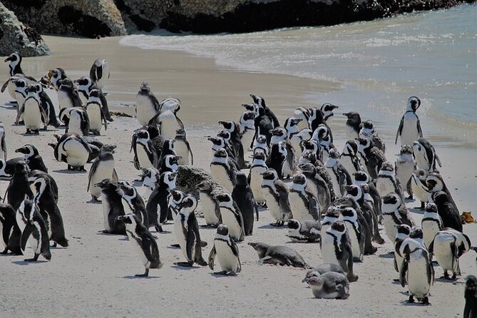 Shared Half Day Tour in Cape Peninsula with African Penguins - Pickup timing from Cape Town and how not to lose your morning