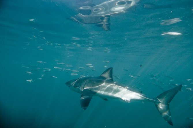 Shark Cage Diving - Why Great Whites off Van Dyks Bay feel so real from the start