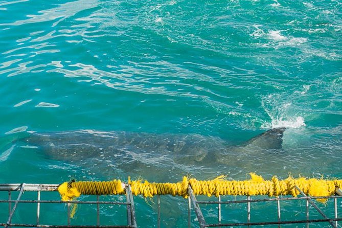 Shark Cage Diving - The catamaran and cage setup: built for viewing, not just movement
