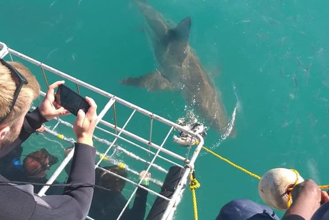 Shark Cage Diving - Price and value: is $118.40 worth it for a Great White experience?