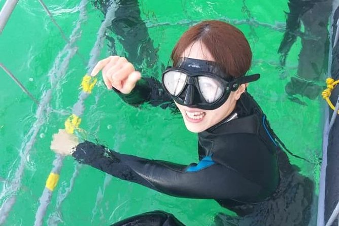 Shark Cage Diving - Weather reality: the one variable you cannot control