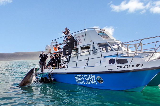 Shark Cage Diving - Adventure Meets Conservation! - Key points before you go