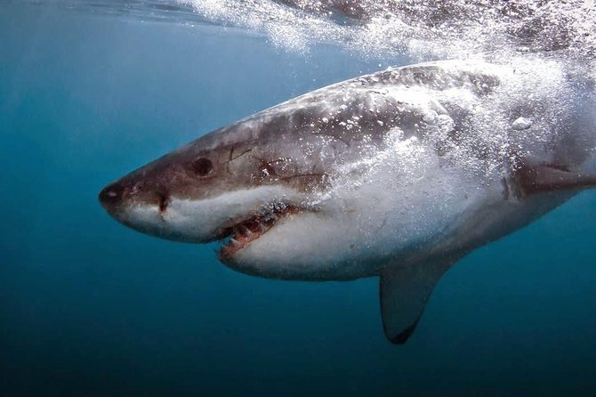 Shark Cage Diving - Adventure Meets Conservation! - Why Gansbaai’s secure cage experience feels different