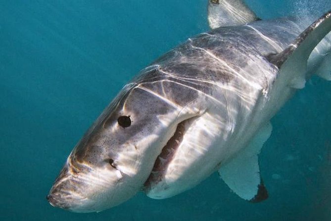 Shark Cage Diving - Adventure Meets Conservation! - The 20-minute boat ride, and how the day unfolds offshore