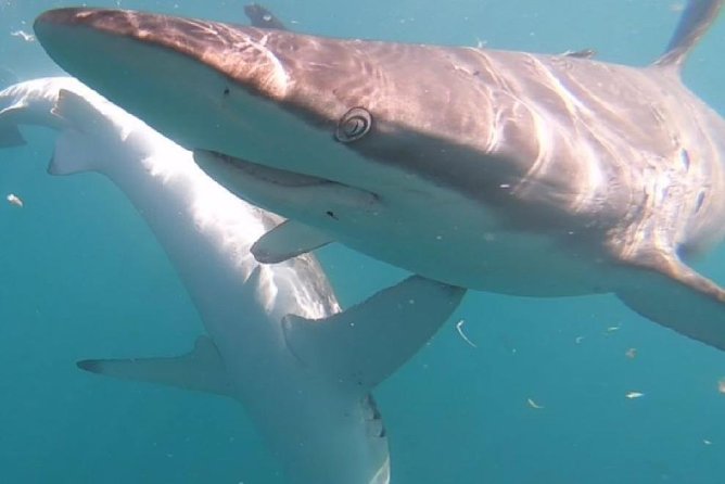 Shark Cage Diving - Adventure Meets Conservation! - Sea conditions, visibility, and a very real comfort note