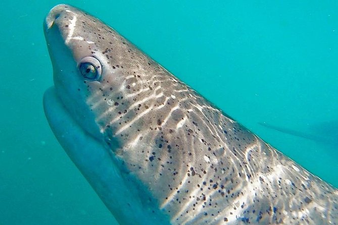 Shark Cage Diving - Adventure Meets Conservation! - Food that actually helps: breakfast, lunch, snacks, and a post-trip meal