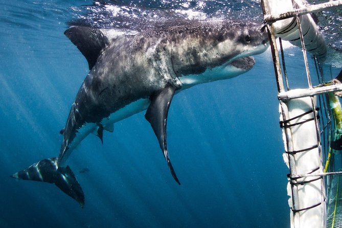Shark Cage Diving - Adventure Meets Conservation! - Morning at 9 Kus Dr: breakfast, gear, and a safety briefing