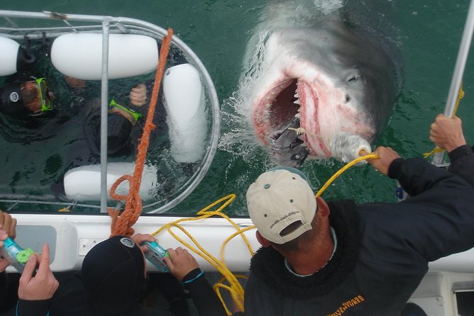 SHARK CAGE DIVING and VIEWING (Incl. transfers from Cape Town) - Cape Town to Gansbaai, the 5:00 am start you will feel