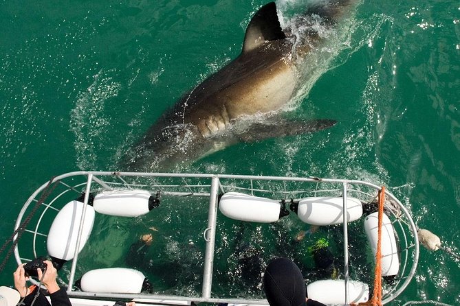 SHARK CAGE DIVING and VIEWING (Incl. transfers from Cape Town) - Shark Alley viewing: what you can expect to see (and what you cannot)