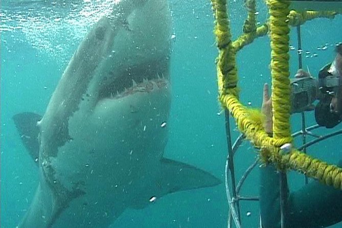 SHARK CAGE DIVING and VIEWING (Self Drive) - Key highlights at a glance