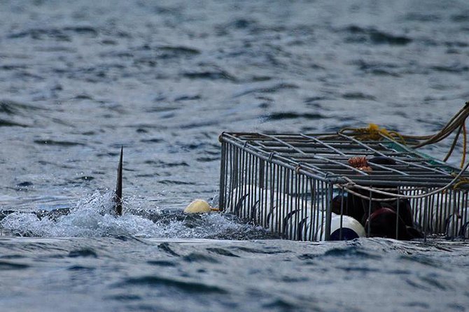 SHARK CAGE DIVING and VIEWING (Self Drive) - Morning meeting at Kleinbaai Harbour: breakfast and safety first