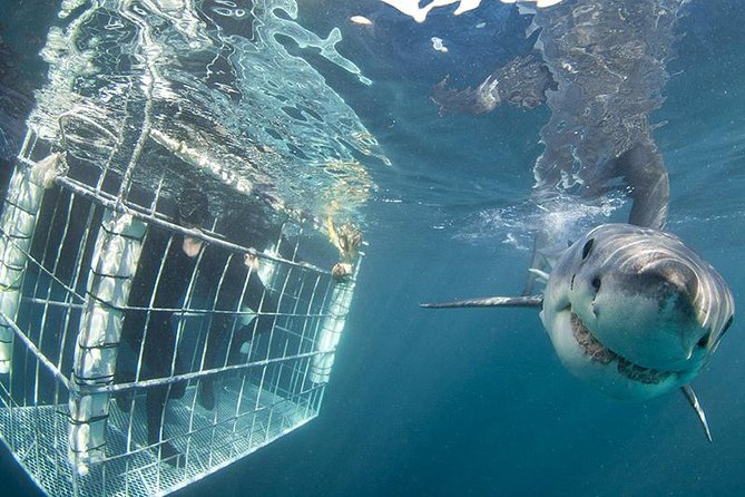 SHARK CAGE DIVING and VIEWING (Self Drive) - Two ways to experience great whites: in the cage or onboard viewing