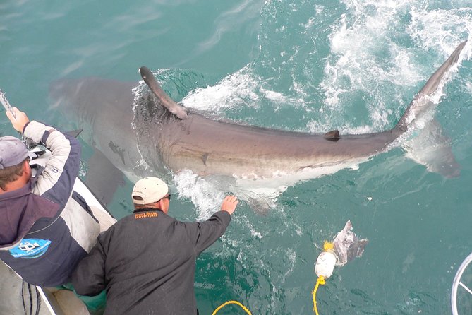 SHARK CAGE DIVING and VIEWING (Self Drive) - Comfort meets wildlife education on a 5-hour day
