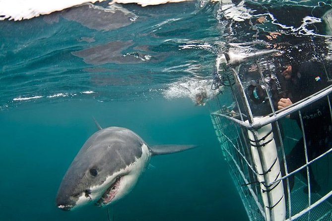 SHARK CAGE DIVING and VIEWING (Self Drive) - The catamaran ride out: what to do during the 20 min heading time