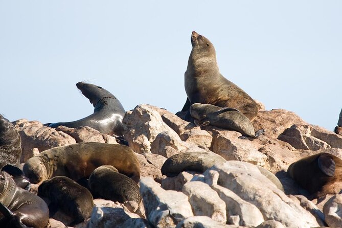 Shark Cage Diving and Viewing with transport from Cape Town - Key points before you go