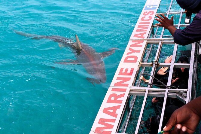 Shark Cage Diving and Viewing with transport from Cape Town - Great White House breakfast and getting fitted for the day