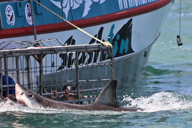 Shark Cage Diving and Viewing with transport from Cape Town - Sea sickness and comfort: the stuff that can make or break the day
