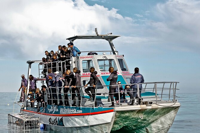 Shark Cage Diving and Viewing with transport from Cape Town - Food, snacks, and the timing you’ll actually feel