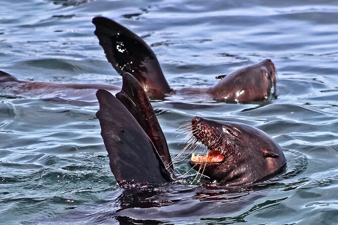 Shark Cage Diving and Viewing with transport from Cape Town - The boat ride out to Dyer Island and how the crew hunts timing