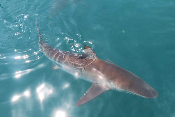 Shark Cage Diving and Viewing with transport from Hermanus - Key highlights worth planning around