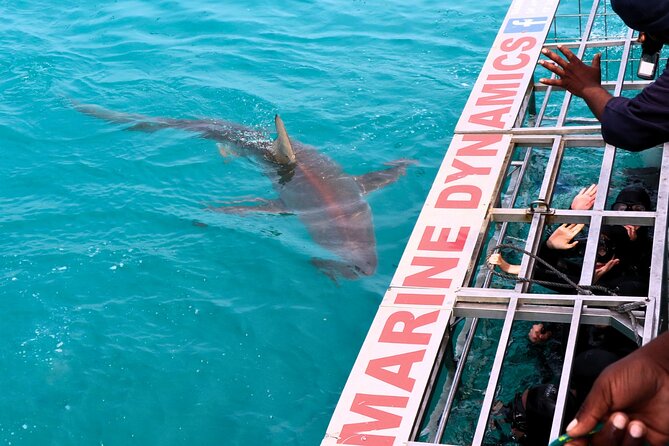 Shark Cage Diving and Viewing with transport from Hermanus - The shark cage session: what “guided” really means in practice