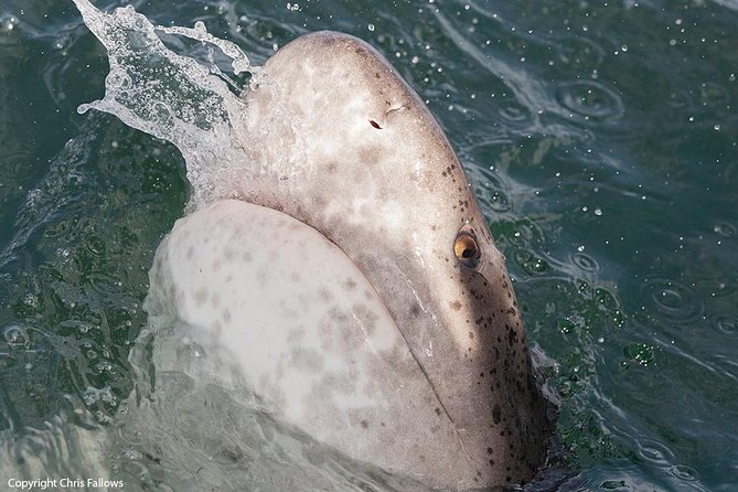 Shark Cage Diving Cape Town - White Pointer II and the sea time you should expect