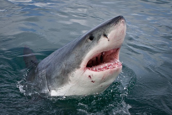 Shark Cage Diving Viewing Only - Key Highlights You’ll Feel Right Away