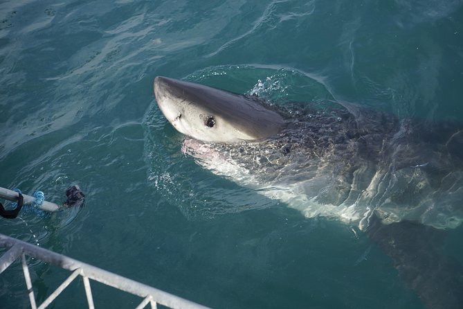 Shark Cage Diving Viewing Only - Meals Included: Breakfast, Lunch, Snacks, and the Real Value of Not Rushing Food