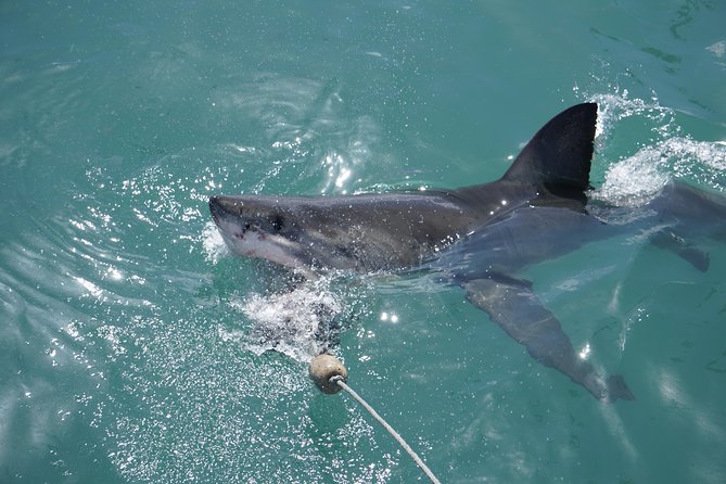 Shark Cage Diving Viewing Only - Chance of Seeing Sharks: How to Think About Guarantees (and the No-Shark Voucher)