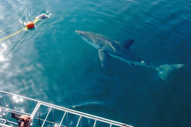 Shark Cage Diving Viewing Only - Your 4.5-Hour Flow: Breakfast, Safety Briefing, Boat Ride, and Watching Time