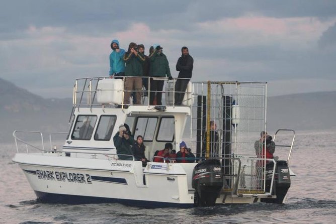 Shark cage diving & viewing tours in Gansbaai - Why Gansbaai and Shark Alley make this worth planning