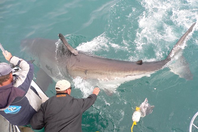 Shark cage diving & viewing tours in Gansbaai - The boat experience: chumming, snacks, and spotting the first sharks