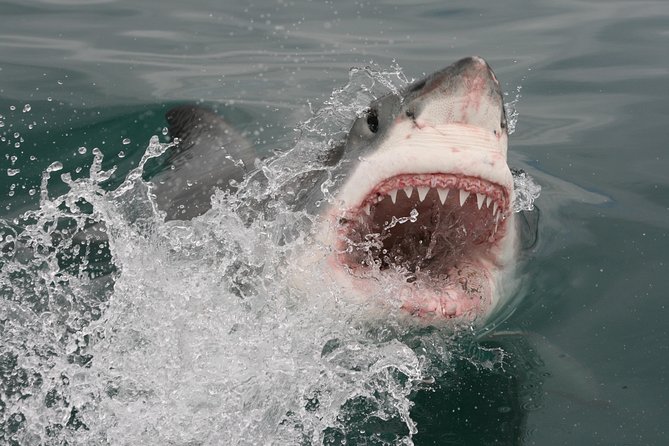 Shark cage diving & viewing tours in Gansbaai - After the sharks: harbor lunch and the DVD recap
