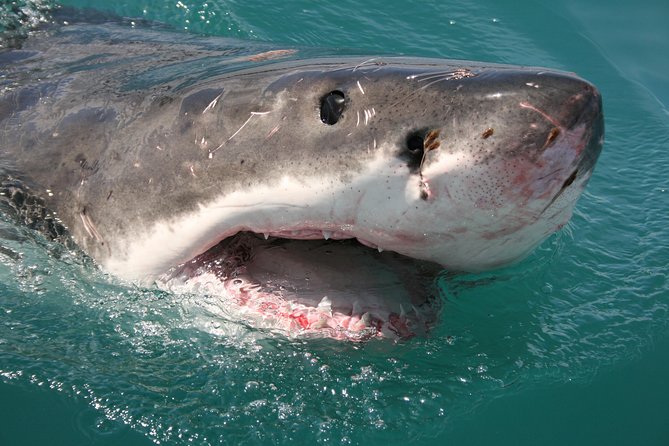 Shark cage diving & viewing tours in Gansbaai - Price and value: is $129.40 a fair deal?