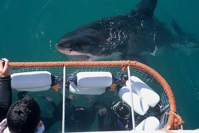 Shark cage diving & viewing tours in Gansbaai - Getting to Kleinbaai Harbour from Cape Town without losing the day