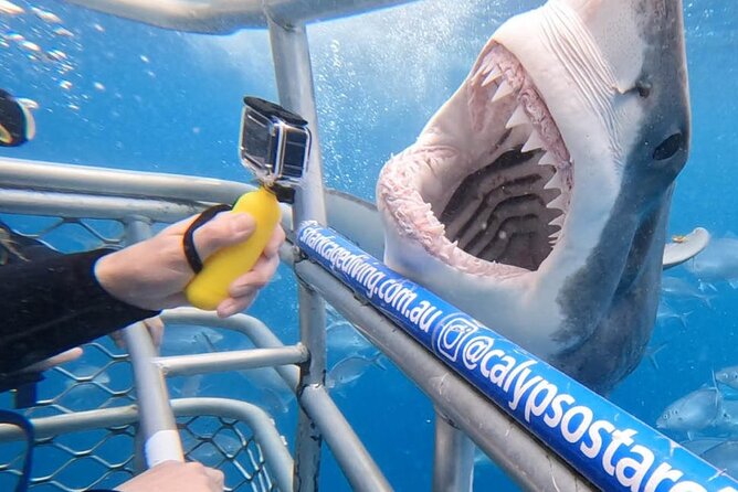 Shark Cage Diving with transport from Cape Town - Key things I’d bet you’ll care about