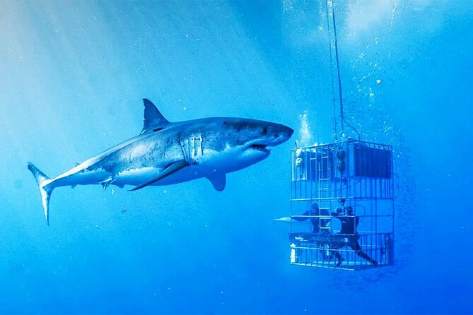 Shark Cage Diving with transport from Cape Town - Cape Town to Gansbaai: the long but important ride