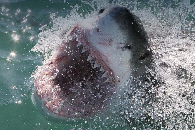Shark Cage Diving with transport from Cape Town - Two hours in the cage: what you will actually do