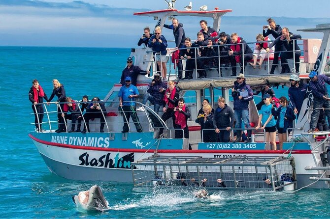 Shark Cage Diving with transport from Cape Town - Photos, videos, and the best way to think about mementos