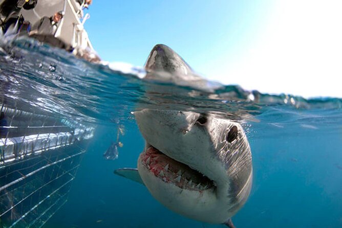Shark Cage Diving with transport from Cape Town - Breakfast and wetsuit fitting at Great White House
