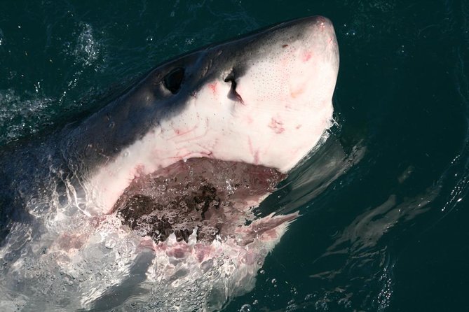 Shark Cage Diving - The boat-to-cage routine during the 3.5 hour sea time