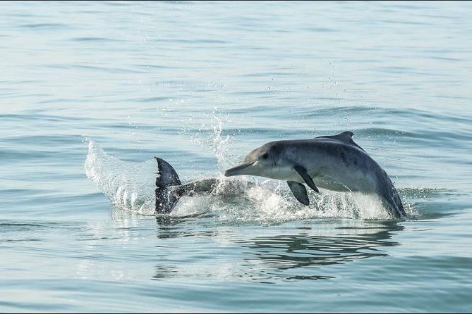 Shark Diving Full Day Guided Return Transfer to Gansbaai from Cape Town - Choosing your return stop: Hermanus, Overberg, or Stoney Point