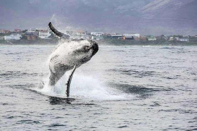 Shark Diving Full Day Guided Return Transfer to Gansbaai from Cape Town - How long you’re on the water, and what that means for comfort